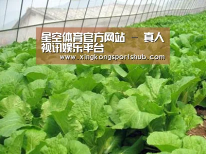 种植基地一